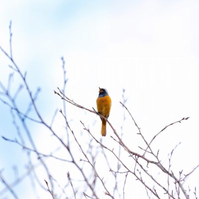 ジョウビタキ♂