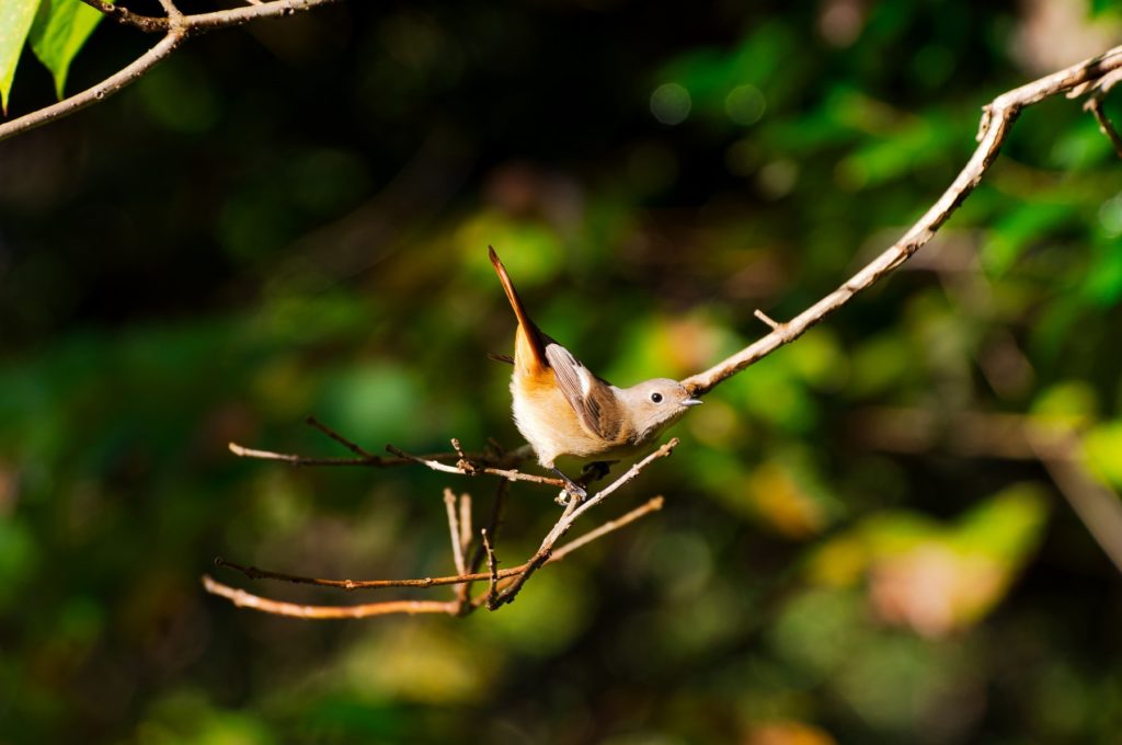 ジョウビタキ♀