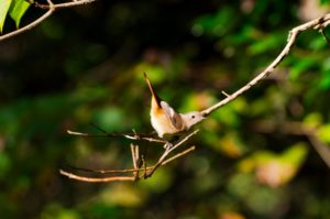 ジョウビタキ♀