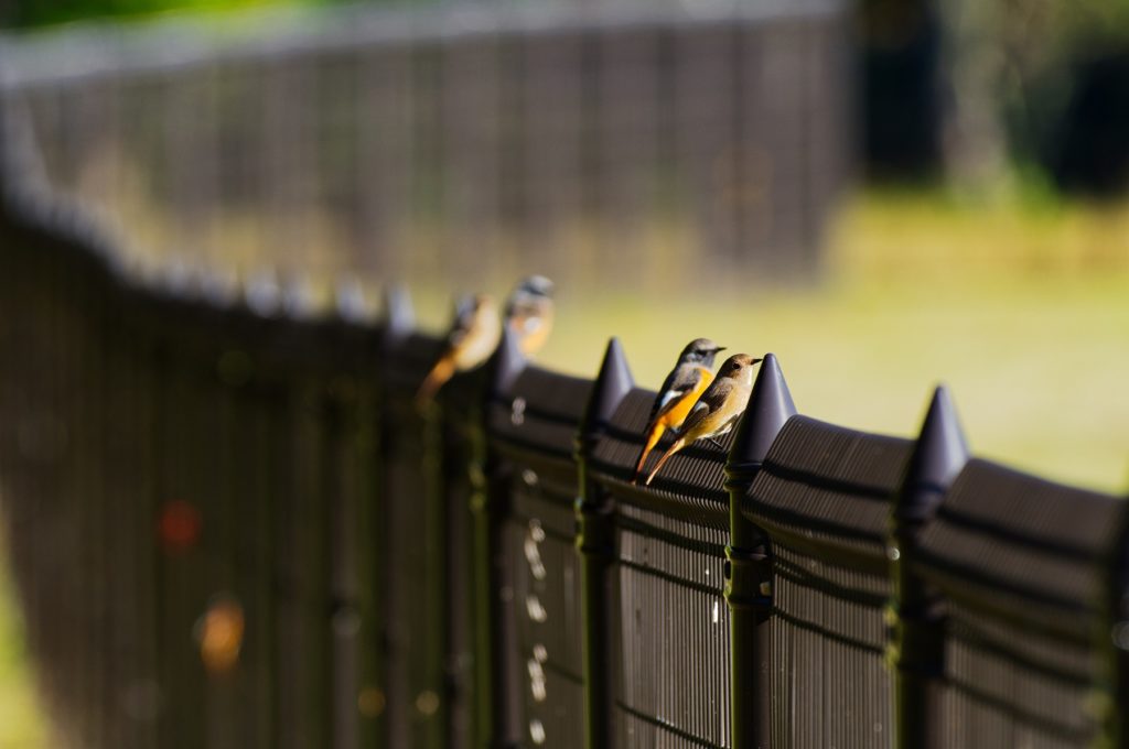 ジョウビタキ♂♀