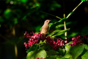 ジョウビタキ♀