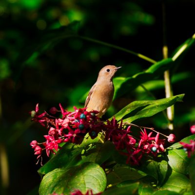 ジョウビタキ♀