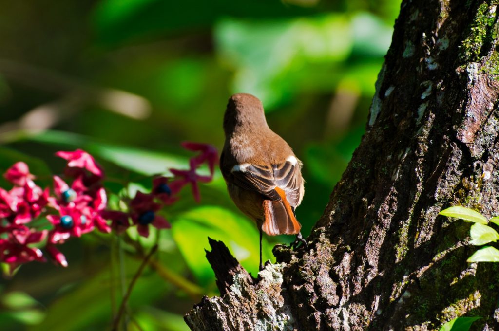 ジョウビタキ♀
