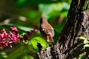 ジョウビタキ♀
